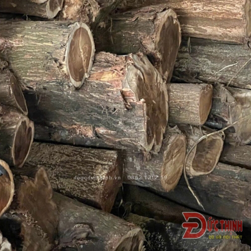 Gỗ Tràm - nguồn gốc, xuất xứ, công dụng
