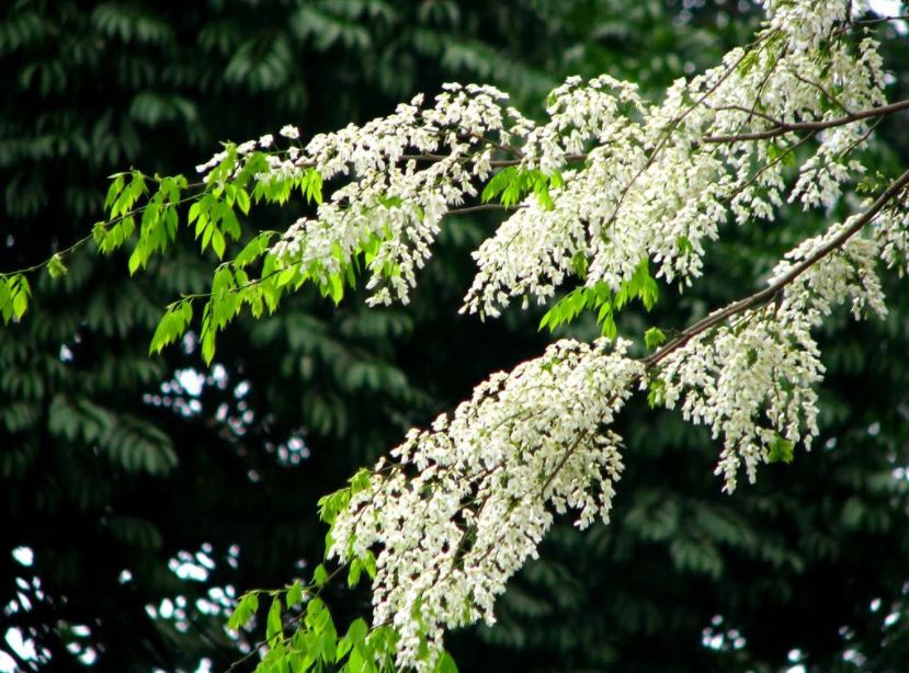 Hoa của cây gỗ Sưa  (ảnh sưu tầm)